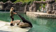 Zdjęcie przedstawia karmienie uchatki kaliformijskiej w ZOO Opole