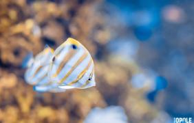 Ryby z pawilonu Wodny Świat w Zoo Opole