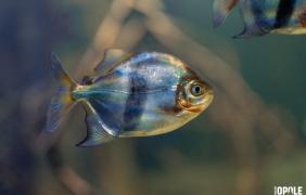 Ryby z pawilonu Wodny Świat w Zoo Opole