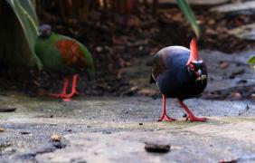 Pawilon zoo