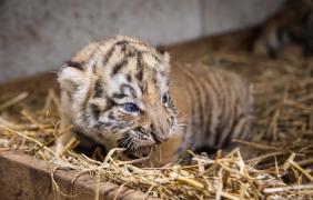 tygrysy z zoo opole