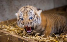 tygrysy z zoo opole