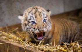 tygrysy z zoo opole