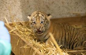 tygrysy z zoo opole