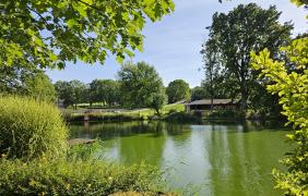 zdjęcie parku, drzewa, staw i natura