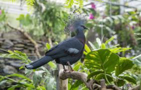 ptak w otoczeniu roślin