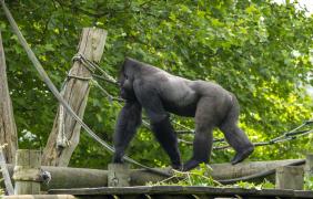 goryl, który idzie po drewnianej kładce