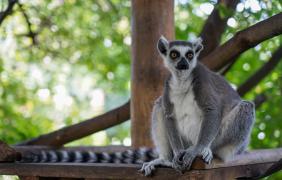 lemur