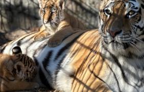 młode tygrysy w opolskim zoo na wybiegu