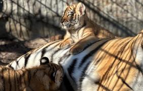 młode tygrysy w opolskim zoo na wybiegu