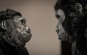 Spektakl „Ja goryl, Ty człowiek”  