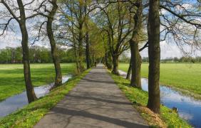 Aleja w okolicach Dębia fot. Przemysław Supernak, SuperGlob