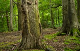 Las przy kamionce w Falmirowicach fot. Przemysław Supernak, SuperGlob